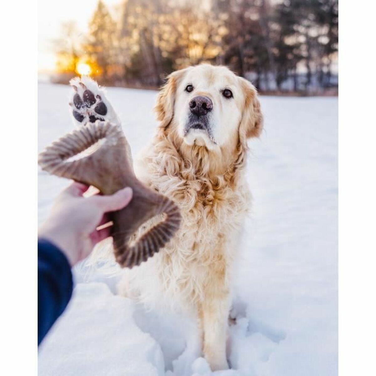 Dog chewing toy Benebone animals - Hilman kauppa