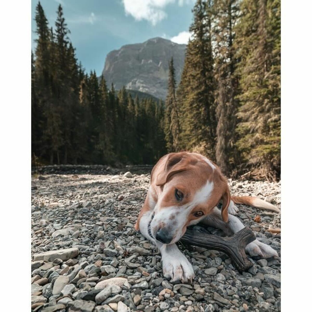 Dog chewing toy Benebone Brown animals - Hilman kauppa