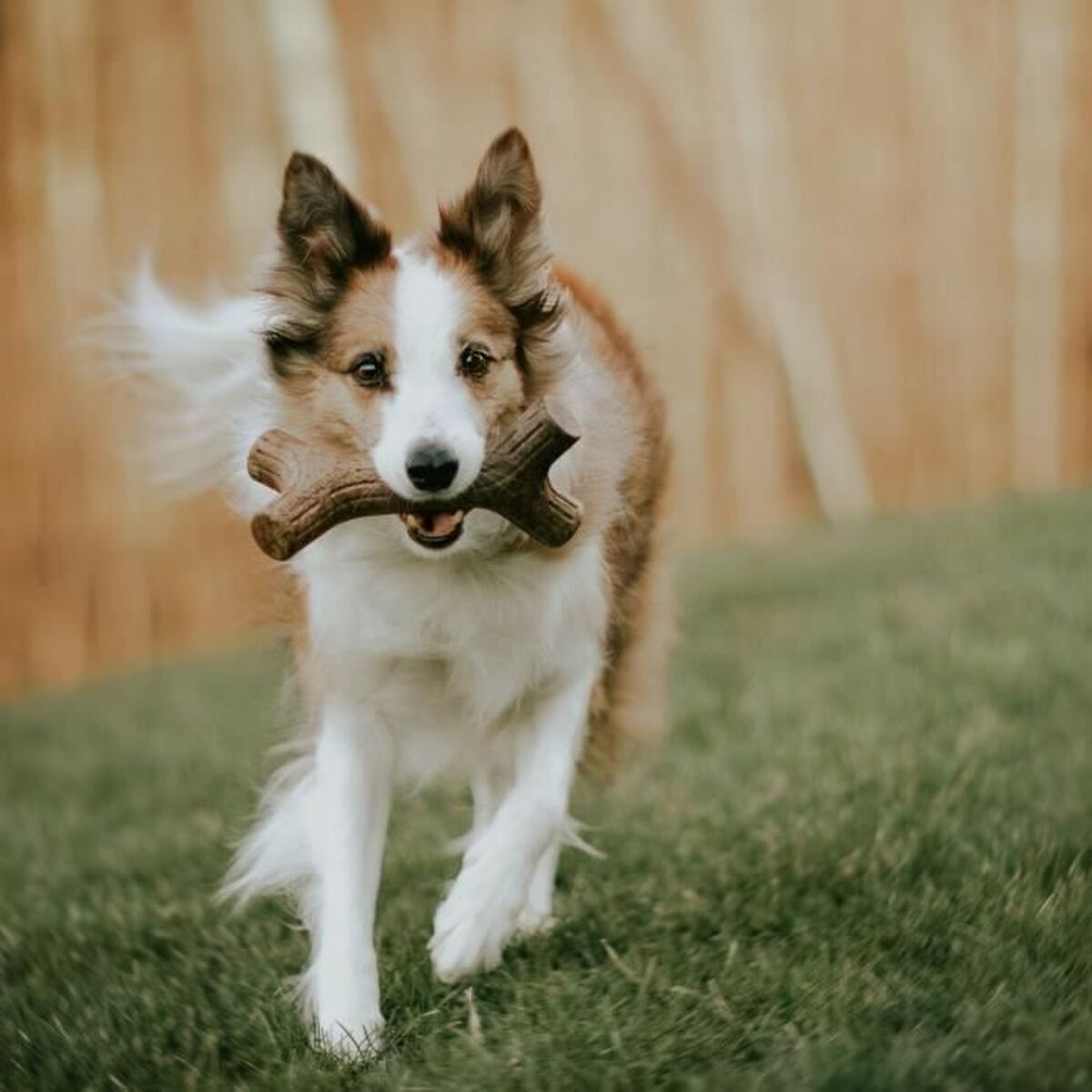 Dog chewing toy Benebone - Hilman kauppa