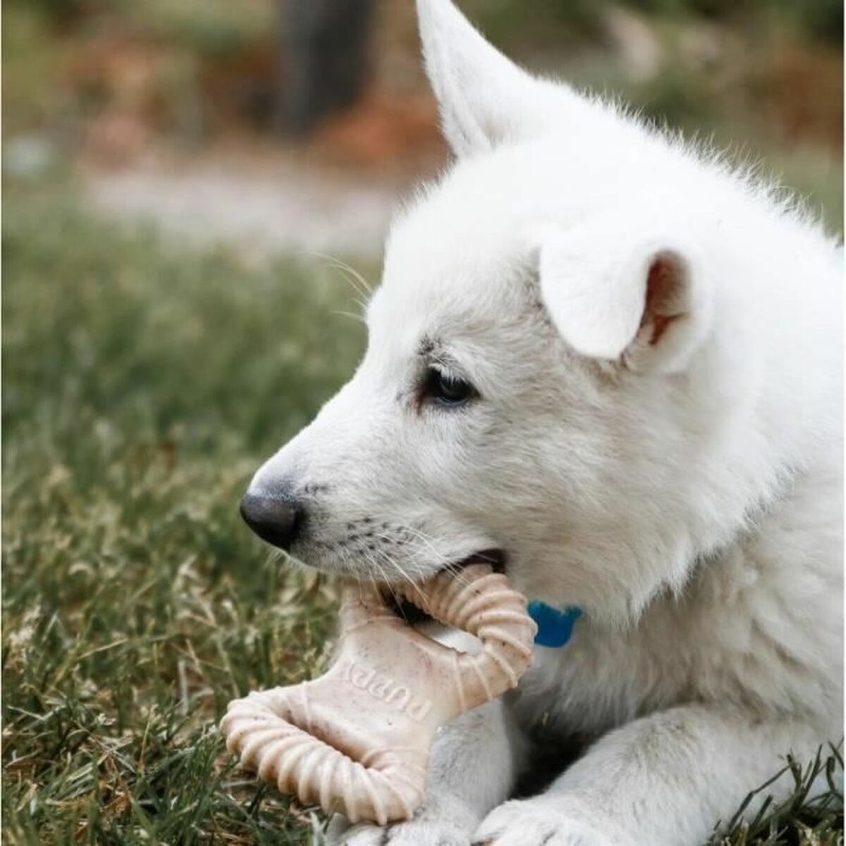 Dog chewing toy Benebone animals - Hilman kauppa