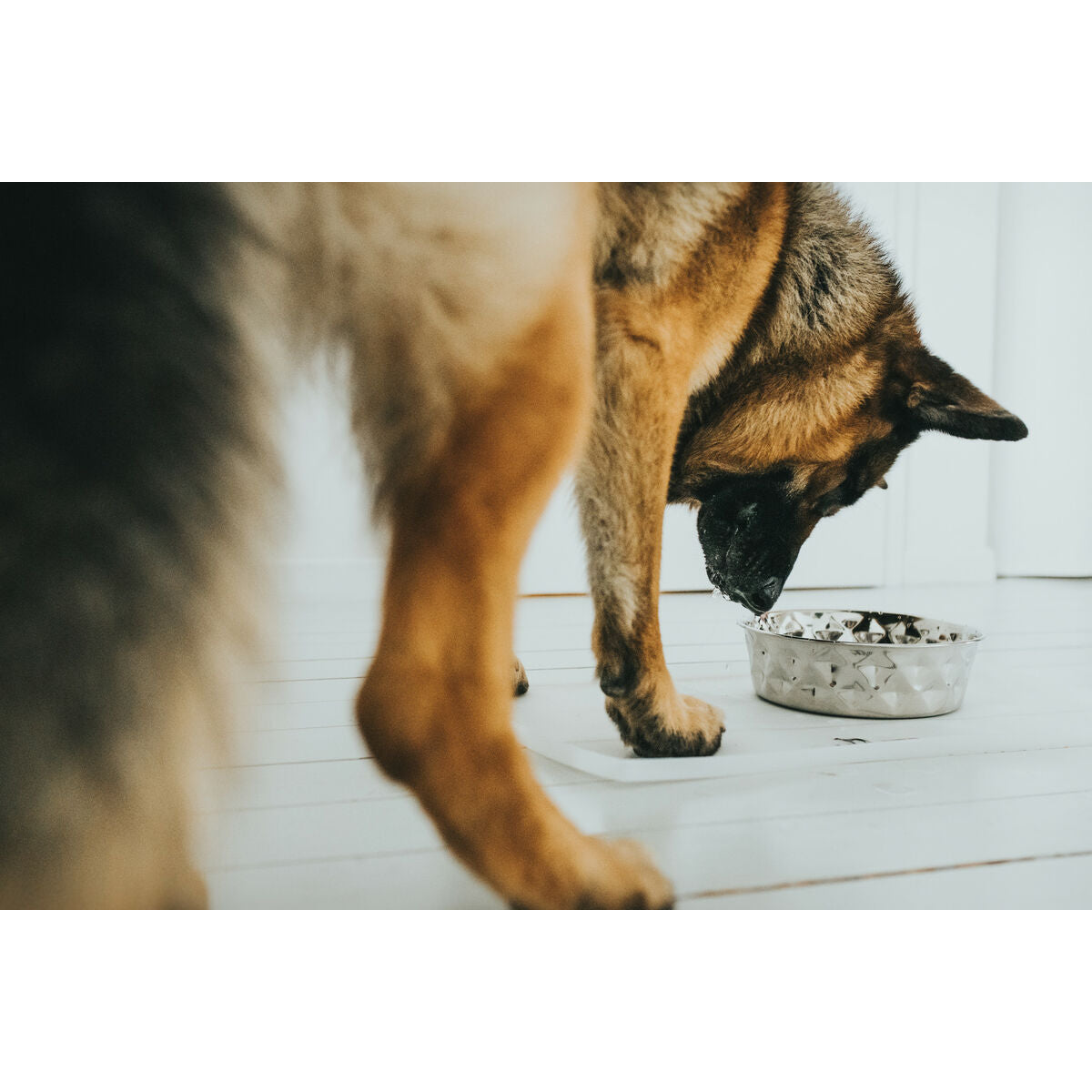 Dog Feeder Hunter Silicone Stainless steel 4,1 L - Hilman kauppa