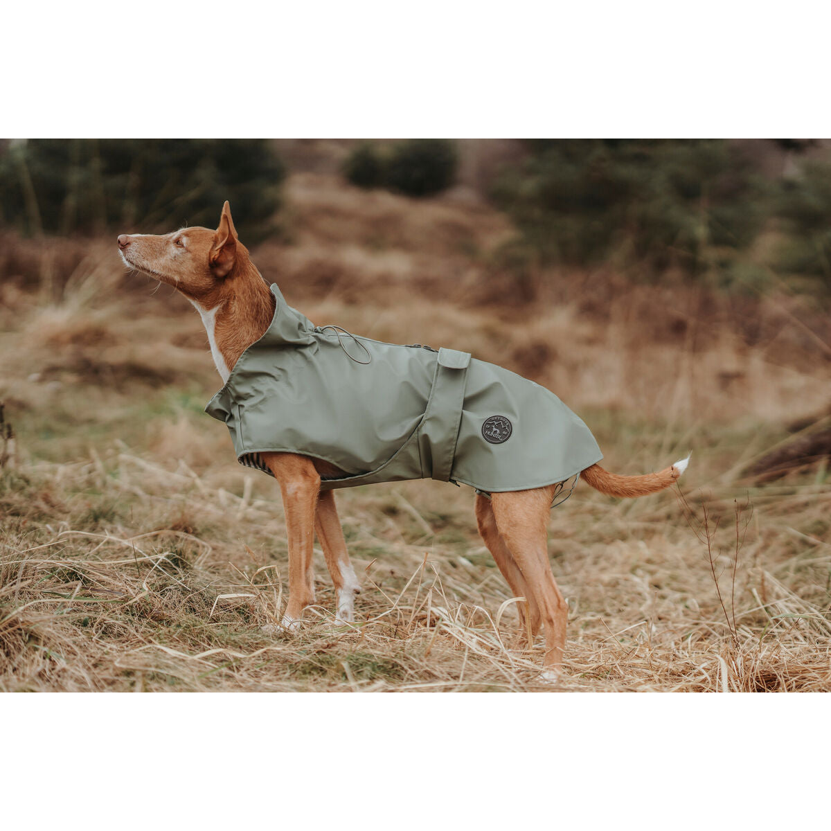 Dog Coat Hunter Milford Green 25 cm - Hilman kauppa