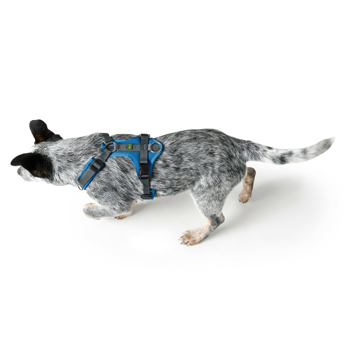 Dog Harness Hunter Maldon Up Blue 31-49 cm - Hilman kauppa