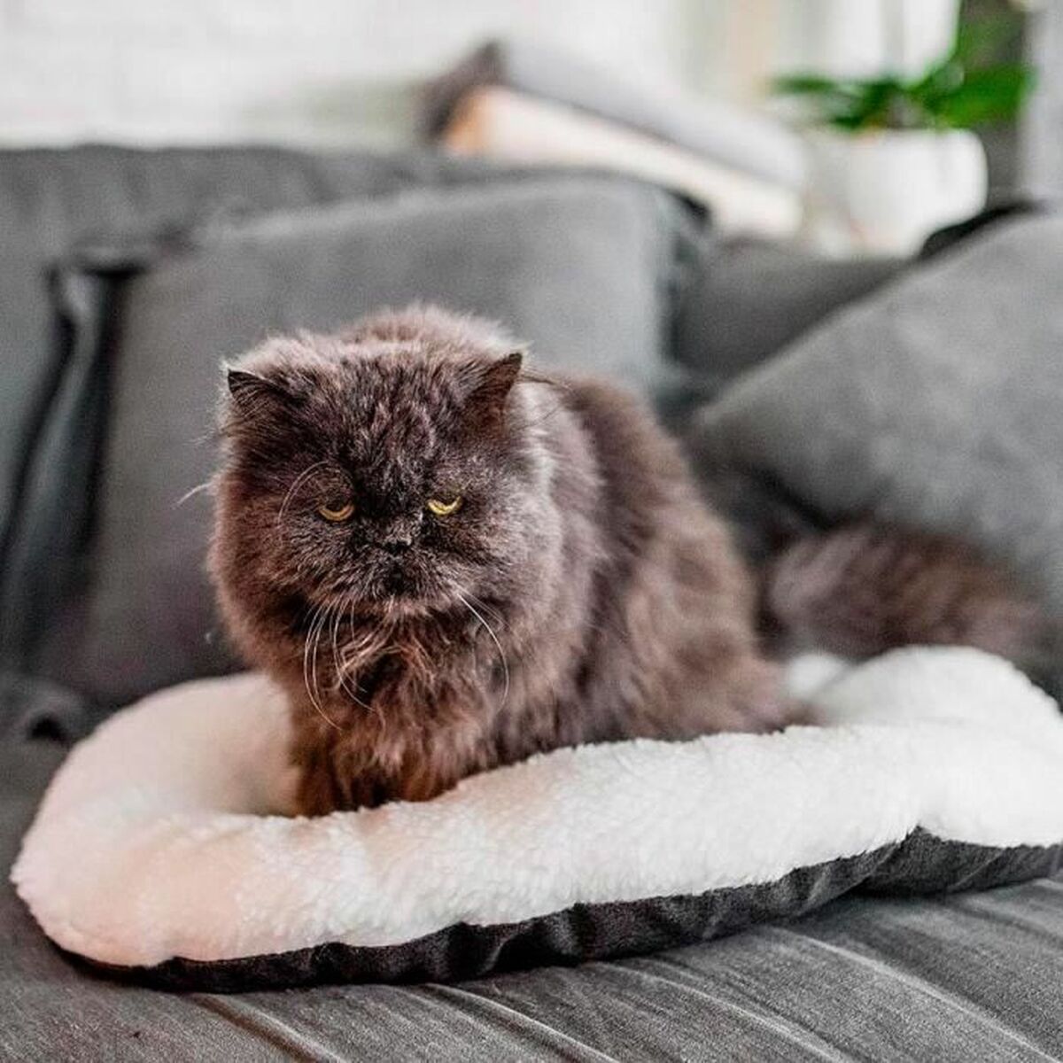 V1H0B3A05F66B99762A29448A2136FEA4EDRP5