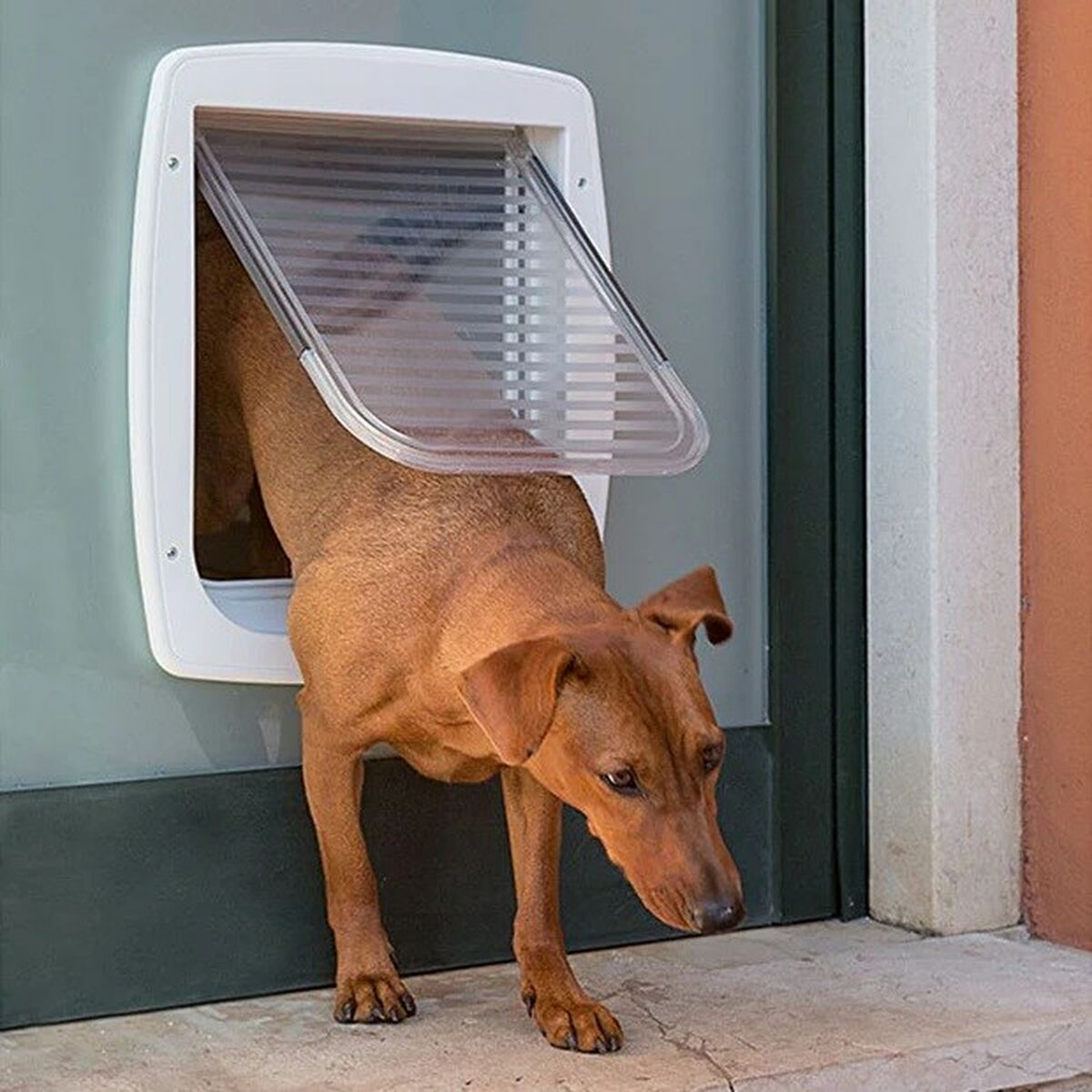 Cat Flap Ferplast Swing Grey - Hilman kauppa