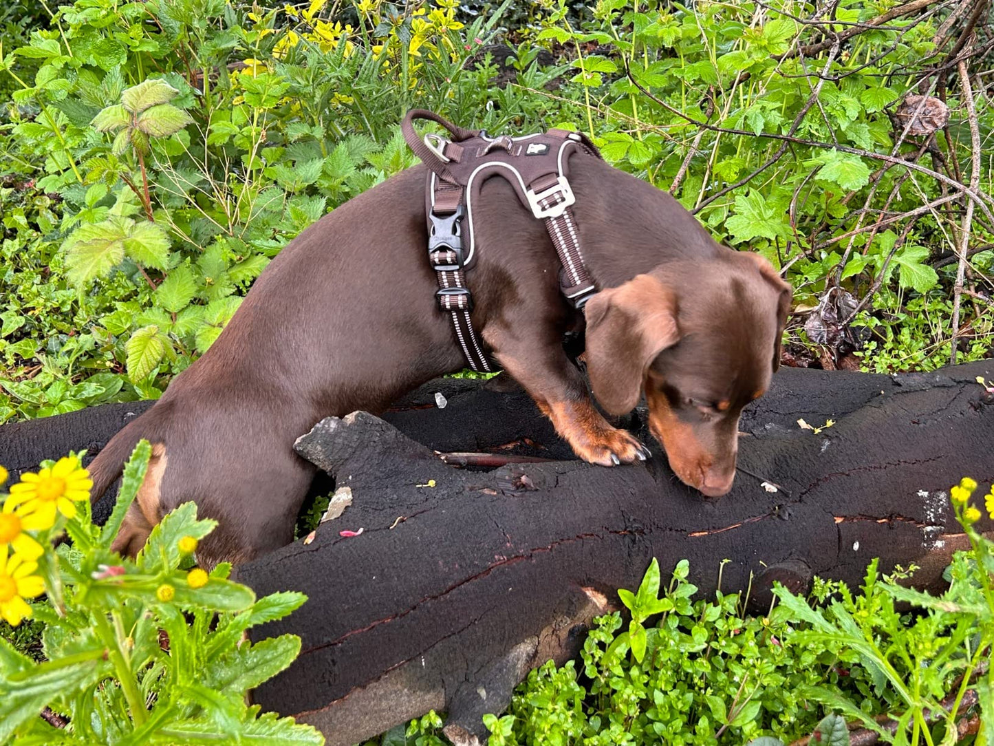 Premium Koiran Y-valjaat TRUELOVE TLH56512