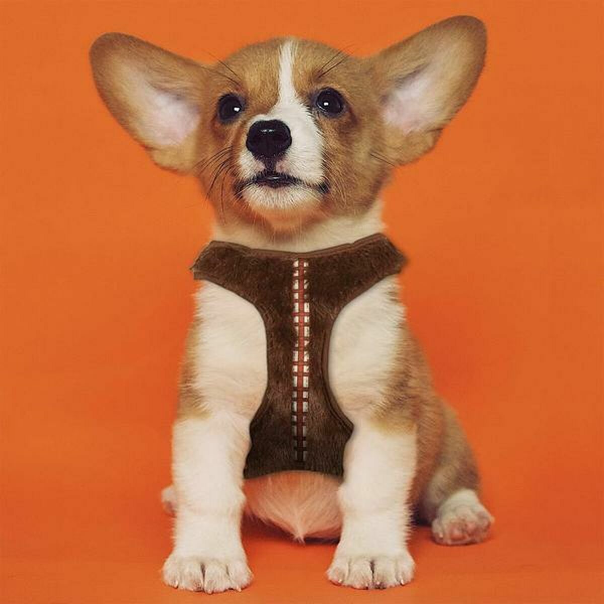 V2HB3364427099180A95D5917F4DEA17BCER5764181P5