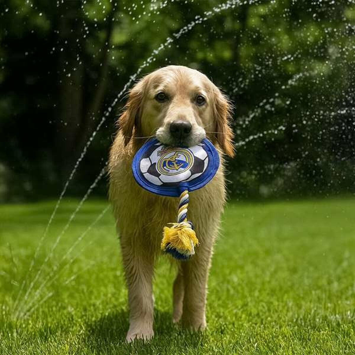 V2H5E4AFF72FE3375DBA06A86838584327CR6939309P7