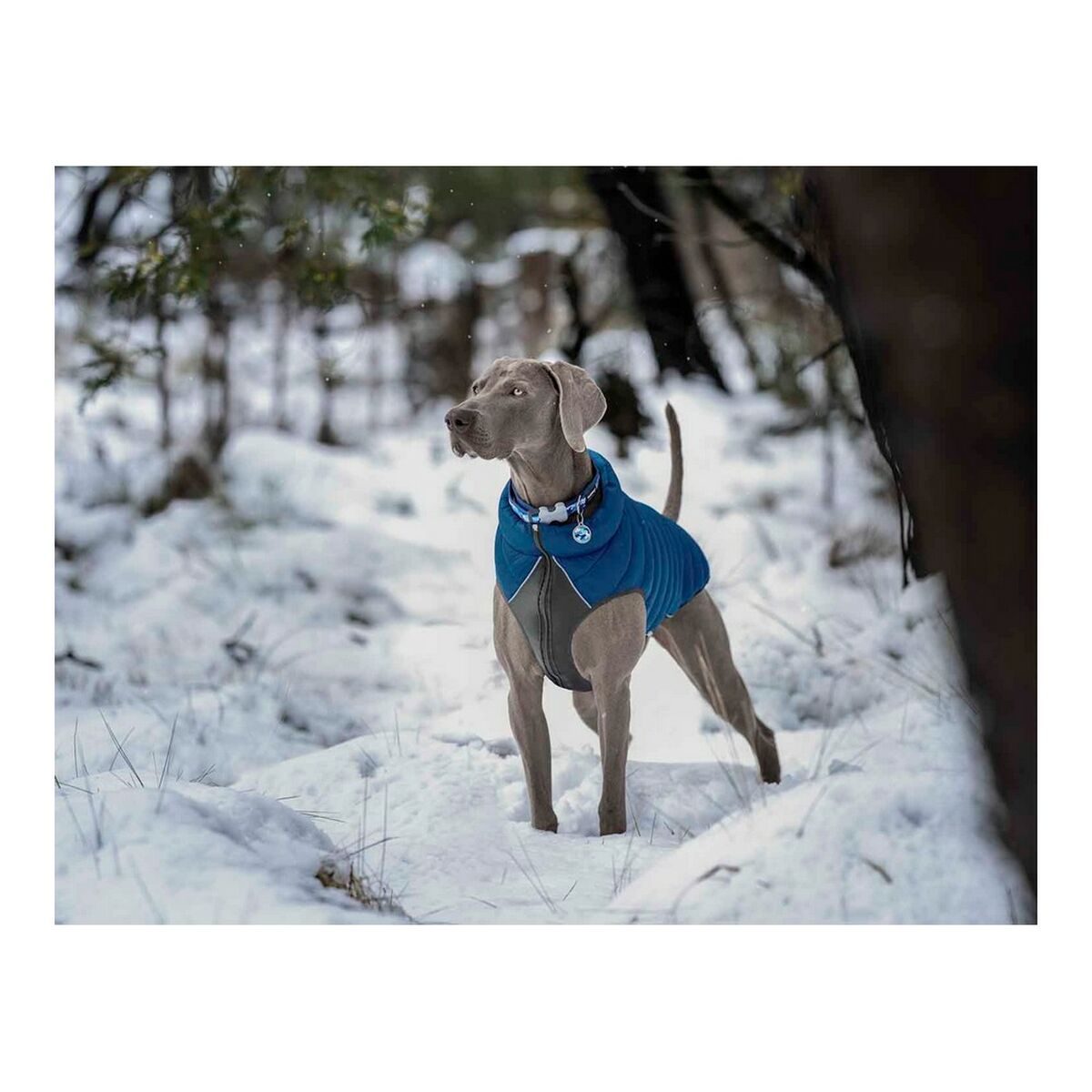 Dog Coat Red Dingo Puffer Turquoise 35 cm - Hilman kauppa