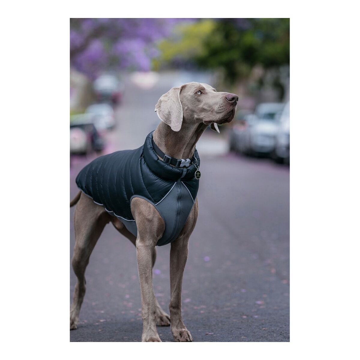 Dog Coat Red Dingo Puffer Black/Grey 55 cm - Hilman kauppa