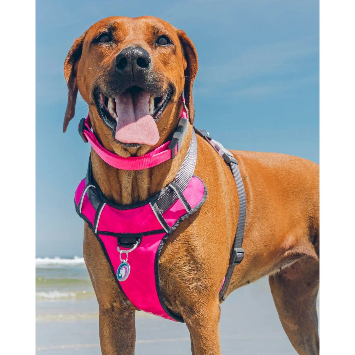 Dog Harness Red Dingo Padded Fuchsia Size S - Hilman kauppa