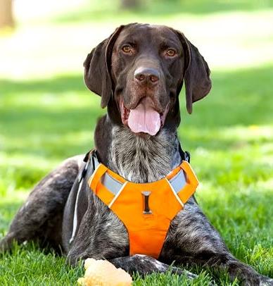 "No Logo" Dog Harness Orange Adventure