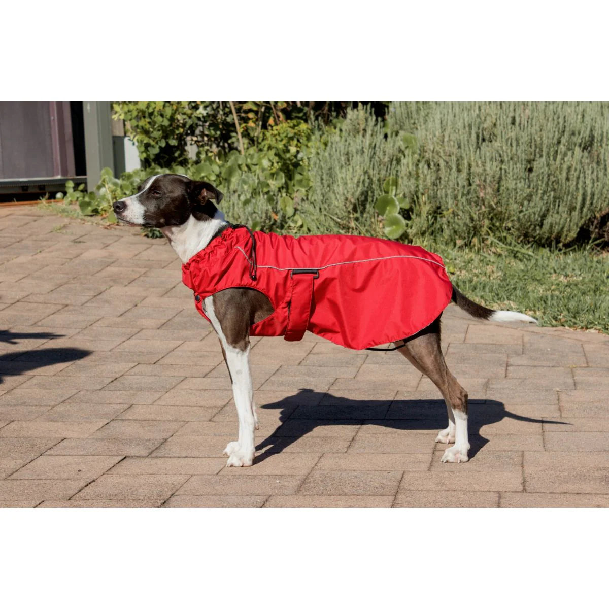 Dog raincoat Red Dingo Perfect Fit Red 60 cm - Hilman kauppa