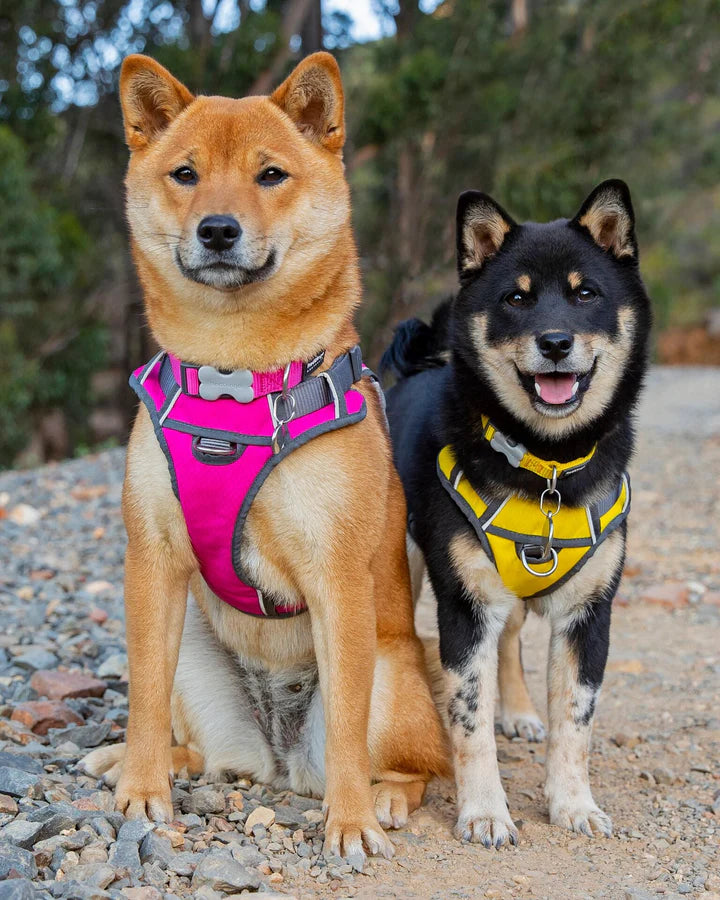 Dog Harness Red Dingo Padded Fuchsia Size S