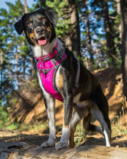 Dog Harness Red Dingo Padded Fuchsia Size S