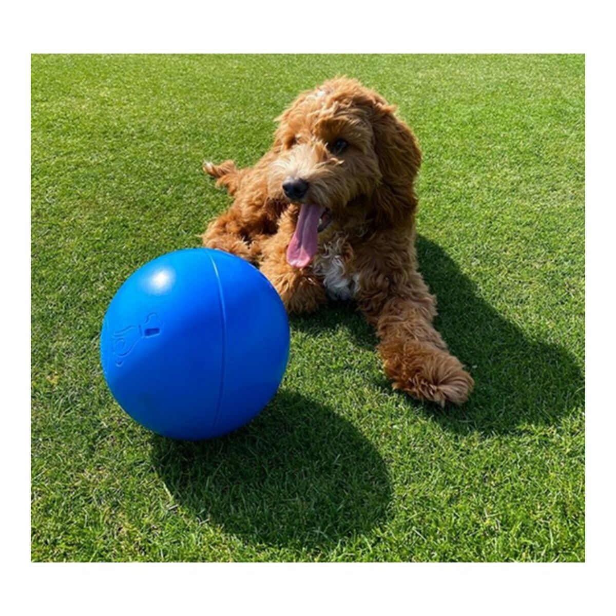 Dog toy Company of Animals Boomer Blue (200mm) - Hilman kauppa