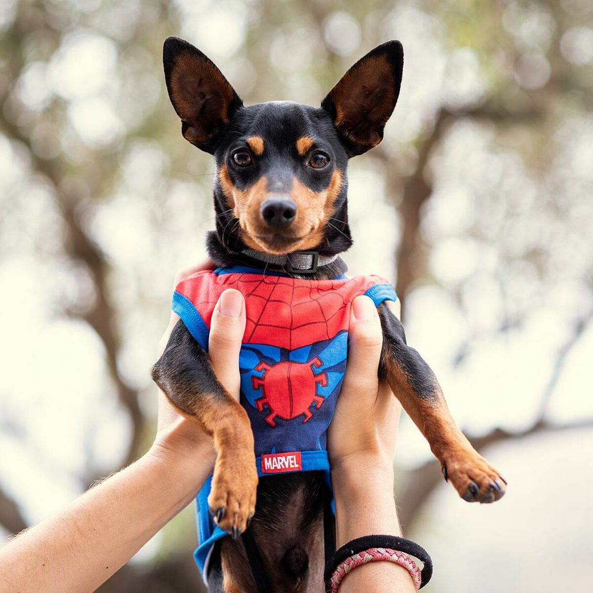 Dog T-shirt Spider-Man - Hilman kauppa