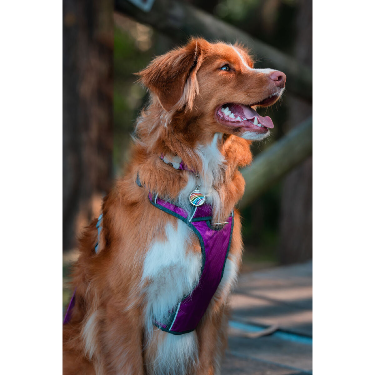 Dog Harness Red Dingo Dingo 25-36 cm 31-43 cm Purple XS - Hilman kauppa