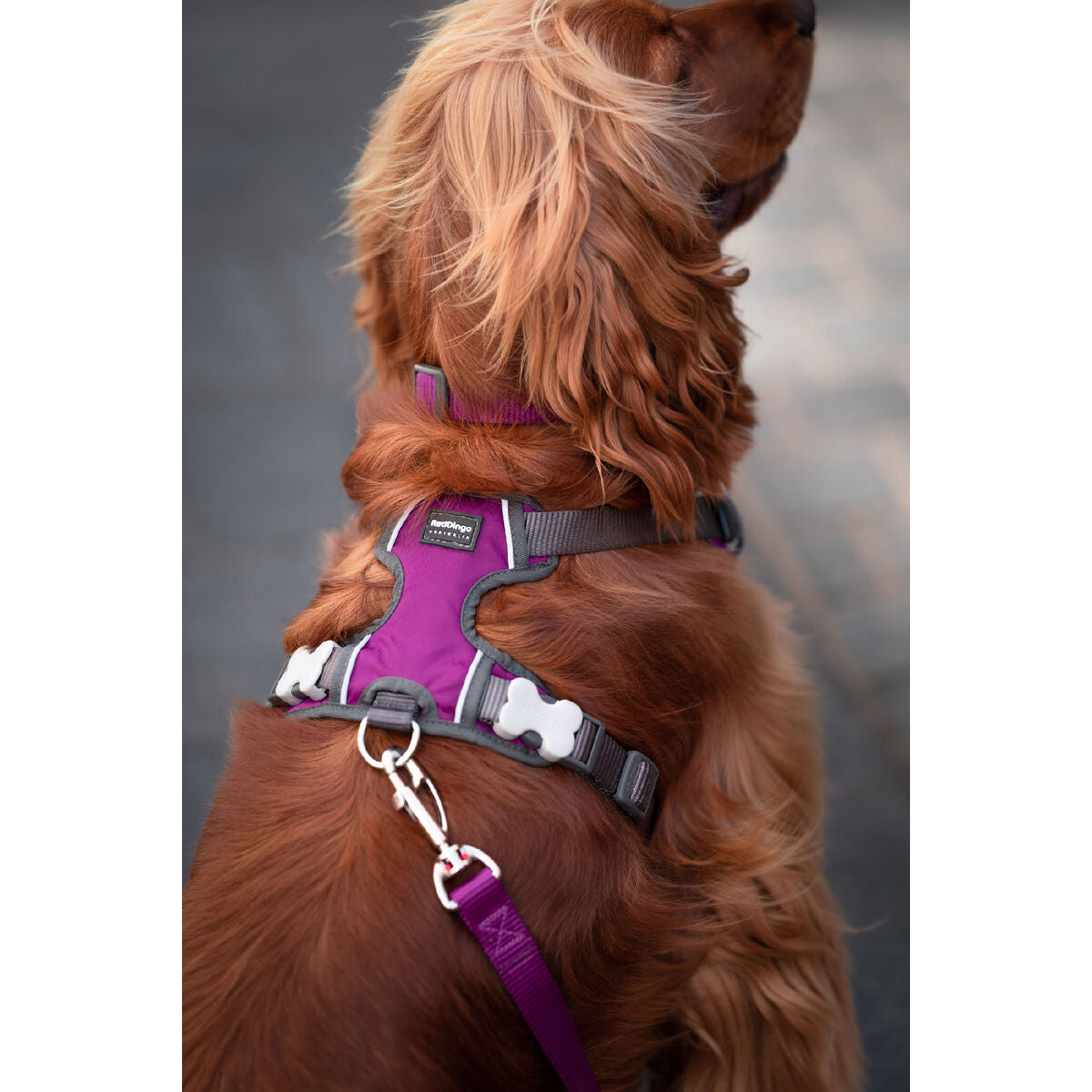 Dog Harness Red Dingo Dingo 25-36 cm 31-43 cm Purple XS - Hilman kauppa