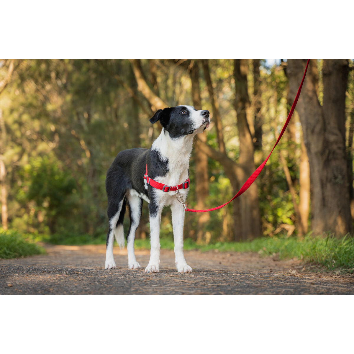 Dog Harness Red Dingo 50-70 cm Red M - Hilman kauppa