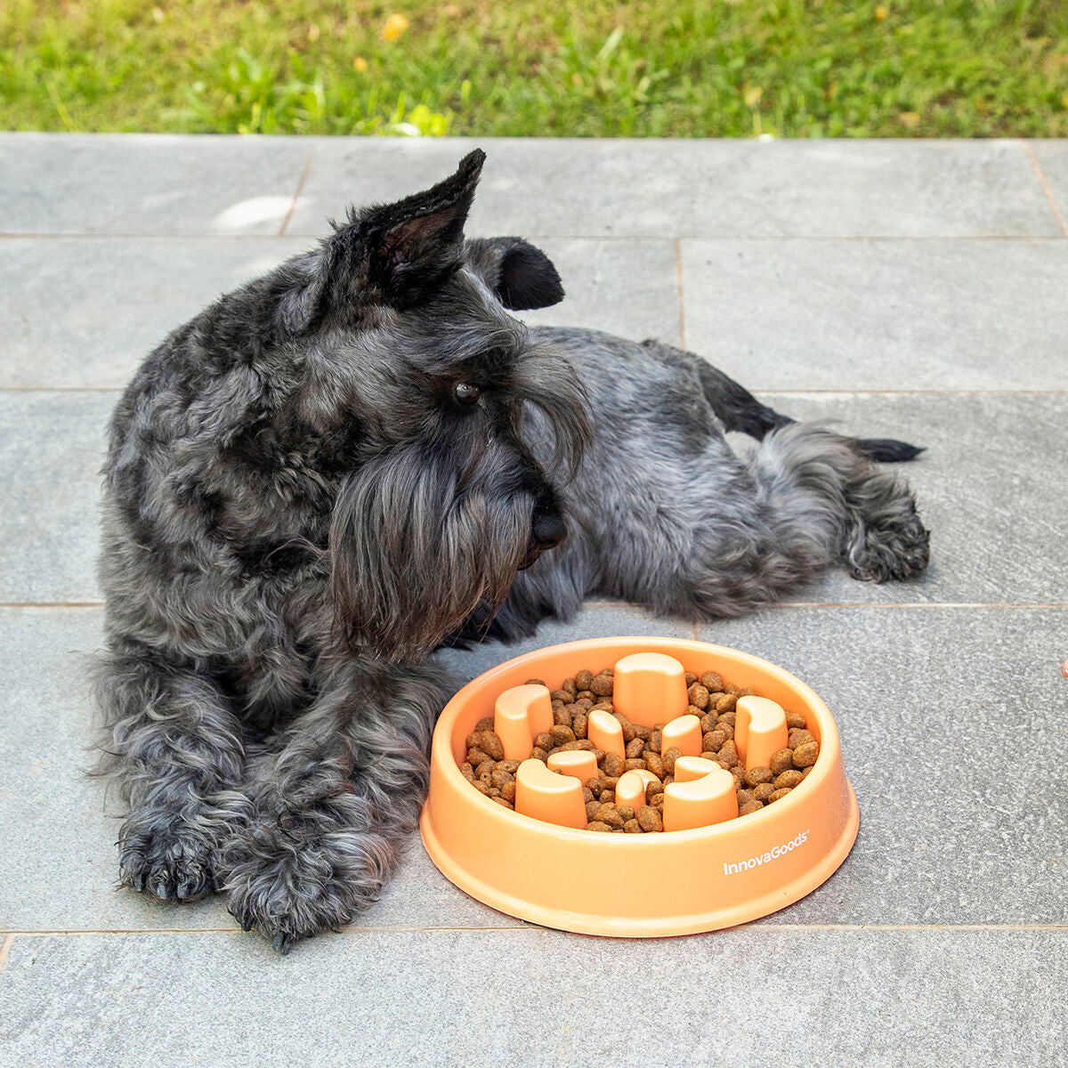 Slow Eating Food Bowl for Pets Slowfi InnovaGoods - Hilman kauppa